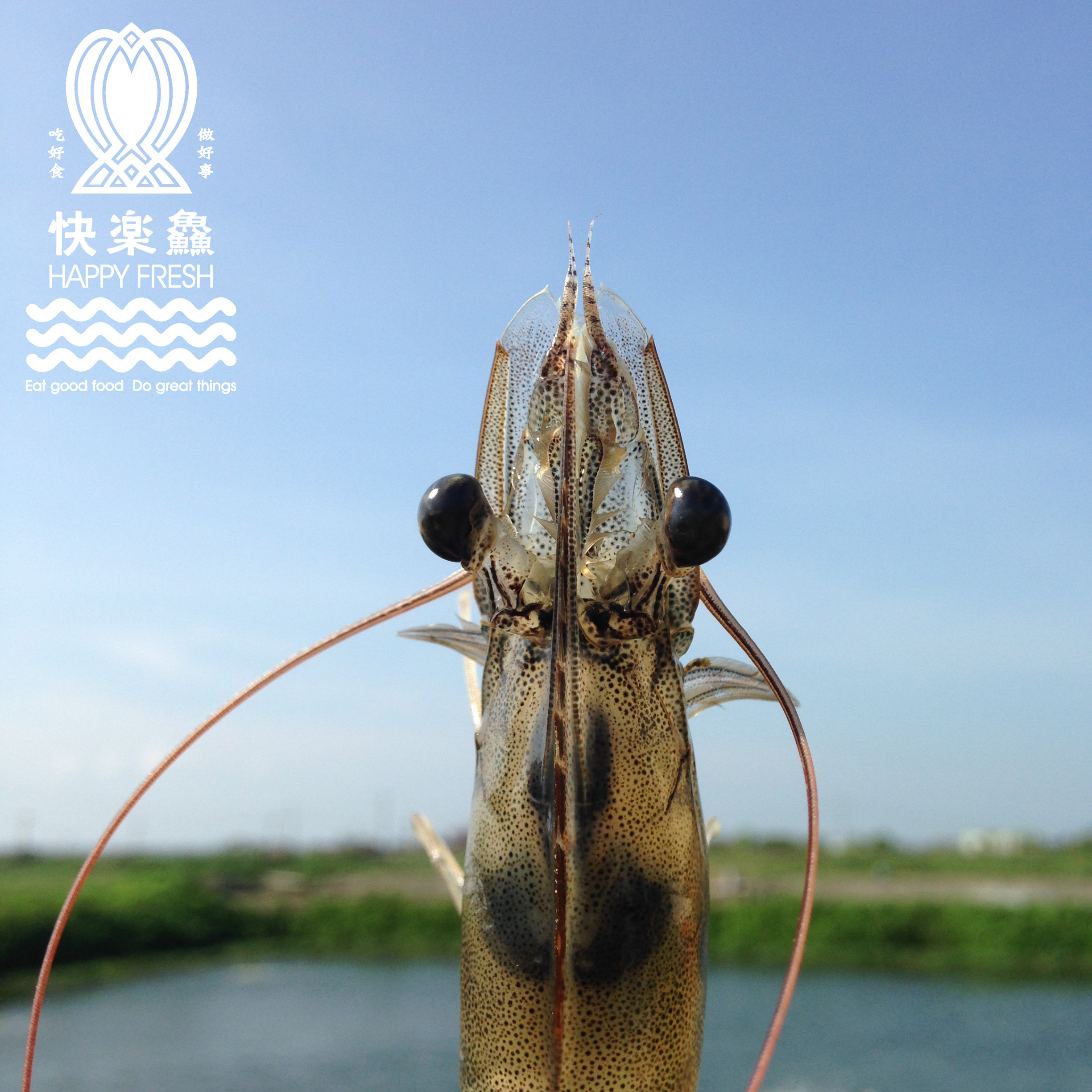 白蝦頭