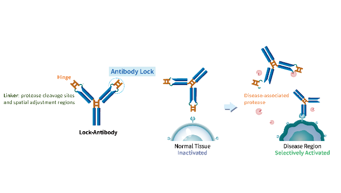 01_抗體鎖設計與策略圖