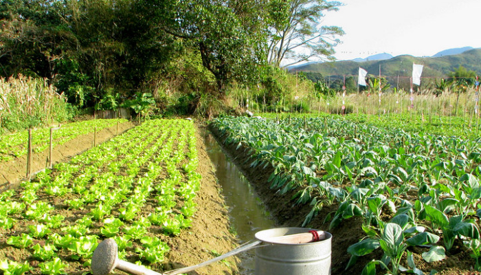 創業觀點-2040年農業淨零起跑 碳權、碳足跡怎麼算？ 擴及食物生產體系是挑戰主要照片