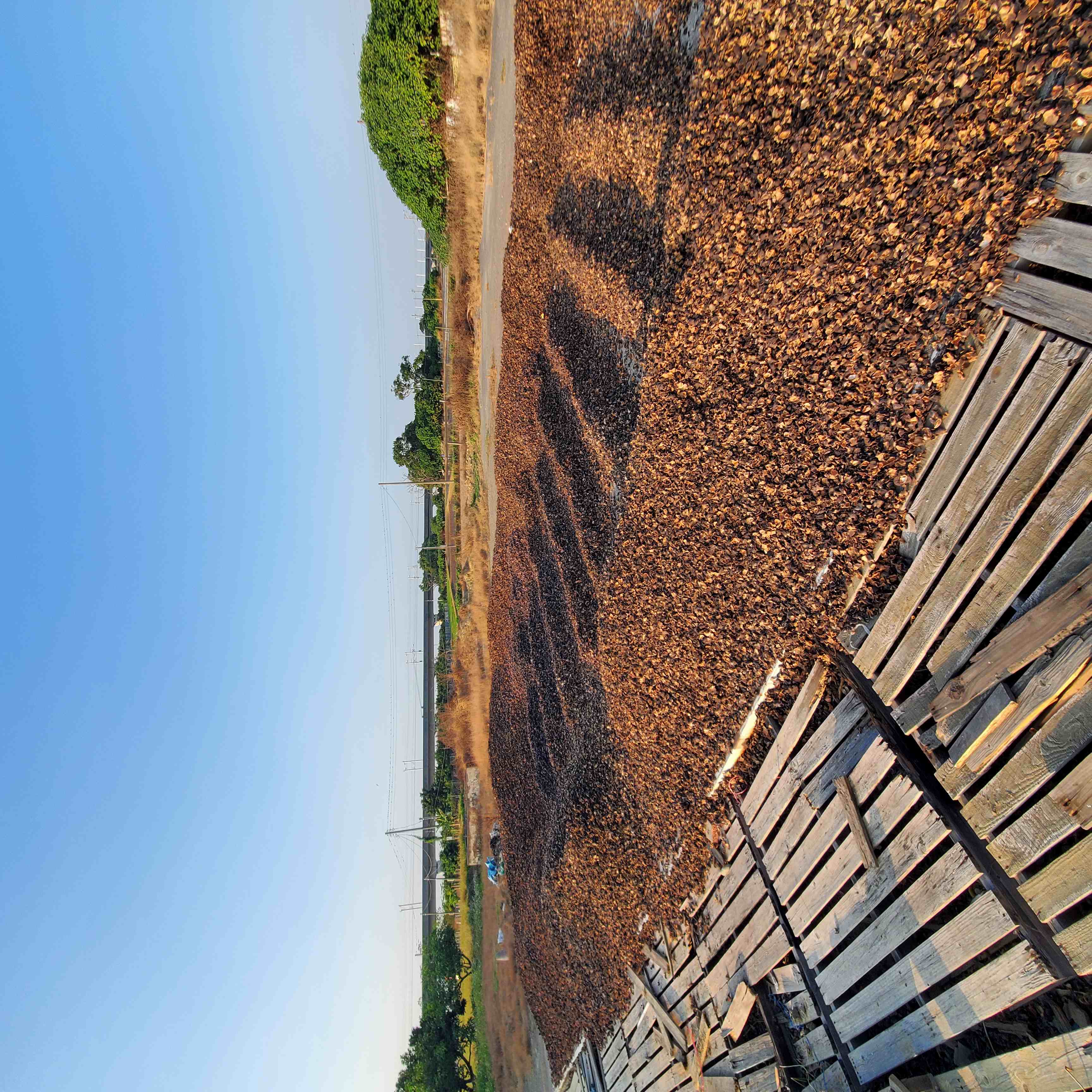 圖一、露天曝曬的菱角殼