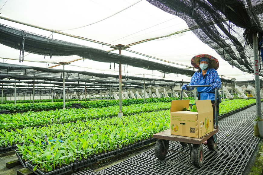 用產研技術打造台灣的「蕉」傲：拜訪台灣香蕉研究所-社會創新平台